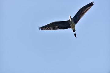 Fototapeta na wymiar Grey heron in flight seen from below
