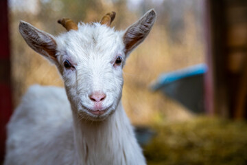 Obraz premium cute goat cub looks at the camera.