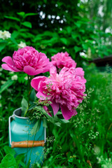 Bouquet of pink peonies in milk can in grass
