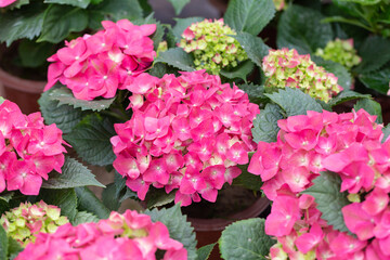 Colored flowers hydrangea，Hydrangea macrophylla，Forever Summer，Endless Summer