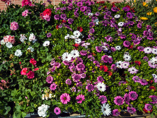 Fototapeta premium Flower bed with colorful kinds of flowers. Nature and summer