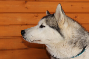 Portrait of a beautiful well-groomed dog looking to the side. Riding Dog Siberian Husky.
