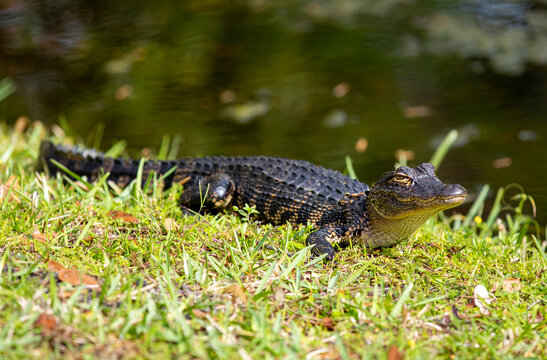 Baby Alligator sunning near a pond in Florida, USA