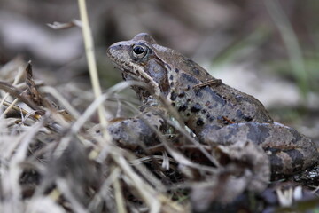 The common toad, European toad, or simply the toad (Bufo bufo) sitting in a mountain marsh