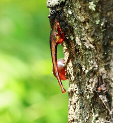 Resin on apricot wood with a green background