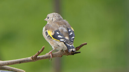 Goldfinch Juvenile on a branch in woods