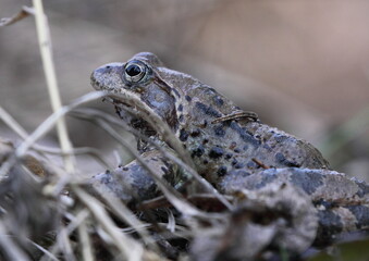 The common toad, European toad, or simply the toad (Bufo bufo) sitting in a mountain marsh