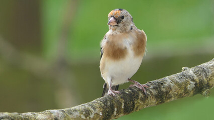 Goldfinch Juvenile on a branch in woods