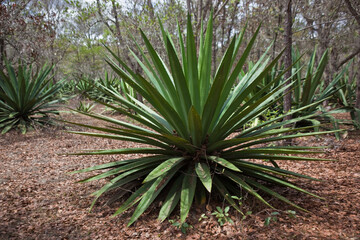 Agave plants in the forest in Nicaragua