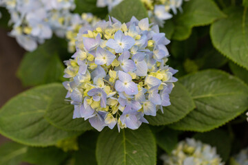 Fototapeta premium Colored flowers hydrangea，Hydrangea macrophylla，Forever Summer，Endless Summer