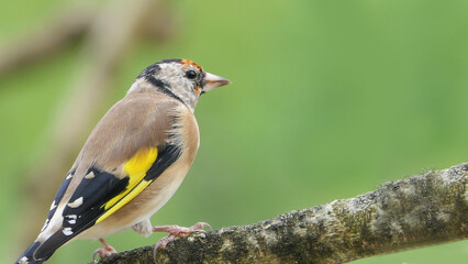 Goldfinch Juvenile on a branch in woods