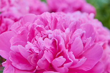 petals of peony flowers close up,pink peony flower background that bloomed in summer
