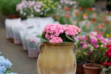 Colored flowers hydrangea，Hydrangea macrophylla，Forever Summer，Endless Summer