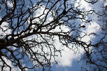 tree branches against blue sky in nicaragua
