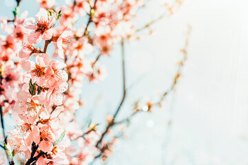 a spring pink flowers backgrounds