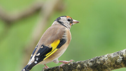 Goldfinch Juvenile on a branch in woods