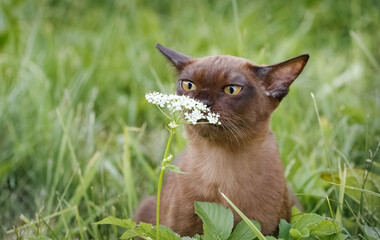 Burman Kitty
