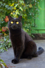Naklejka na ściany i meble Beautiful cute bombay black cat portrait with big round yellow eyes sit outdoor on roof with green leaves in garden in nature 