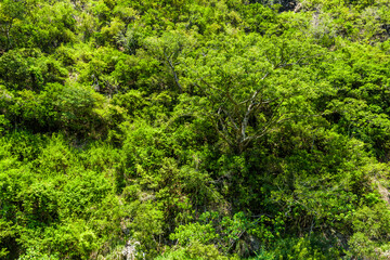 Beautiful green forest in the mountains of Taiwan.