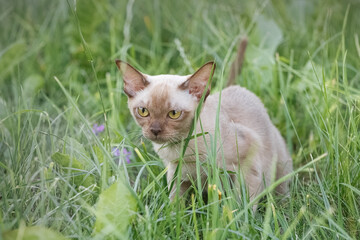 little kitten in the grass