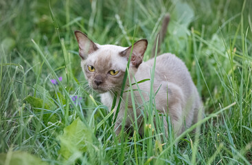 Burman Kitty
