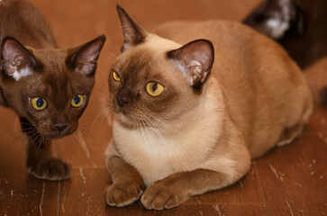 Burman Cat and Kitty