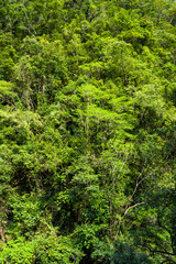 Beautiful green forest in the mountains of Taiwan.