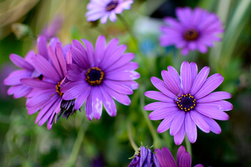 Obraz premium flor de margaritas moradas en jardin 4