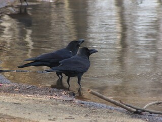 crow on the water