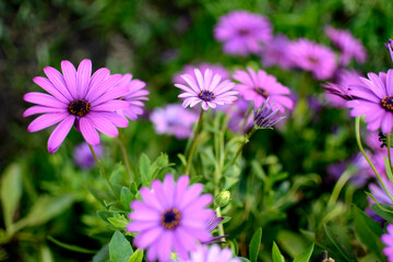 Obraz premium flor de margaritas moradas en jardin