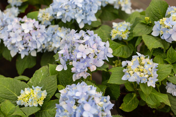 Colored flowers hydrangea，Hydrangea macrophylla，Forever Summer，Endless Summer
