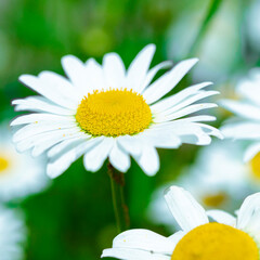 Fototapeta premium Flowers of white garden daisies in the summer garden