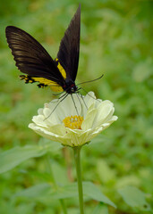 Beautiful butterfly on the flower help pollinate the plants