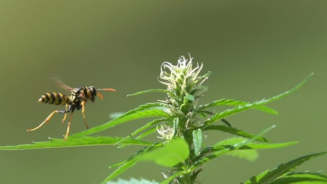Big Bee wasp insect landing on hemp leaf in countryside