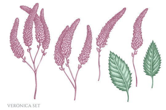 Vector set of hand drawn pastel veronica