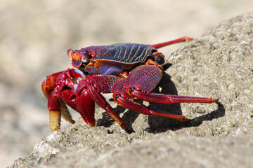 rote_Klippenkrabbe
