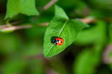 Coccinella