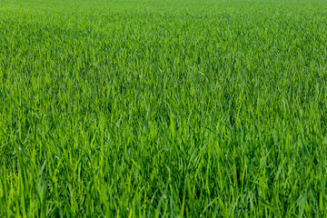 Baby Green rice field in countryside at thailand