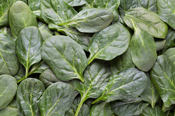 Spinach background full image. Top view