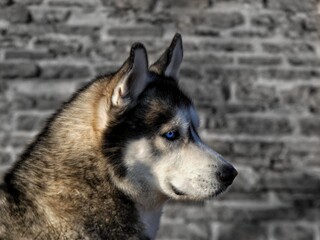 husky dog © Jurij