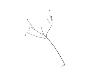 plant on white snow background