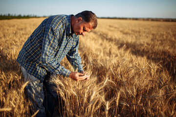 Naklejka na ściany i meble A man farmer examines the quality of the new crop of grains in the middle of the wheat field. Male standing around golden ears of wheat on a sunny day. Yellow spikelets of wheat.