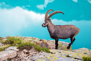 Fototapeta premium Beautiful carefree landscape with mountain goat near Emerald Lake in the French Alps near the Lac Blanc massif