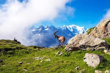 Printed roller blinds Mont Blanc Charming mountain landscape with mountain goat in the French Alps near the Lac Blanc massif against the backdrop of Mont Blanc.