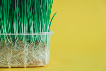 Sprouted green grass in a transparent plastic container on a yellow background. Copy, empty space for text