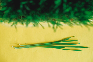 Sprouted green grass in a transparent plastic container on a yellow background. Top view. Copy, empty space for text