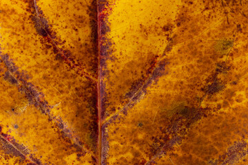 Orange autumn leaf texture nature background