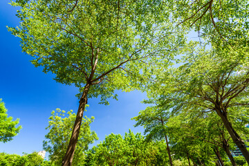 low angle view of green trees with the blue sky background