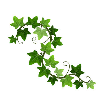 Green climbing ivy creeper branch isolated on white background. Hedera vine botanical design element. Vector illustration of hanging or wall climbing ivy plant