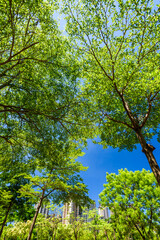 low angle view of green trees with the blue sky background